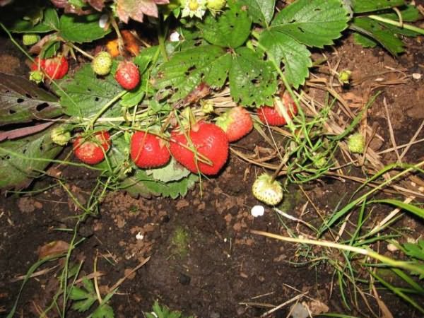 Выращивание земляники из семян: выбор материала, самостоятельная заготовка, предпосадочная обработка, как ухаживать за всходами, правила и сроки высадки