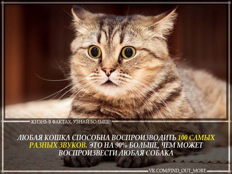 Забавные факты о кошках