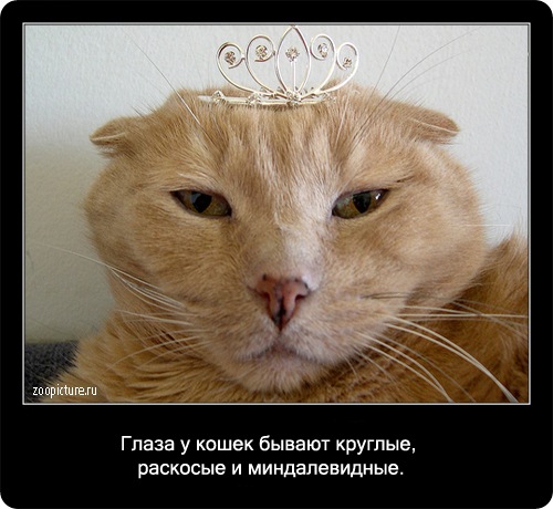 Забавные факты о кошках