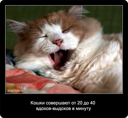 Забавные факты о кошках