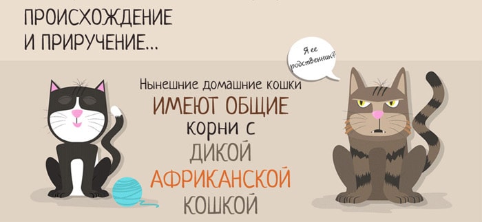 Забавные факты о кошках