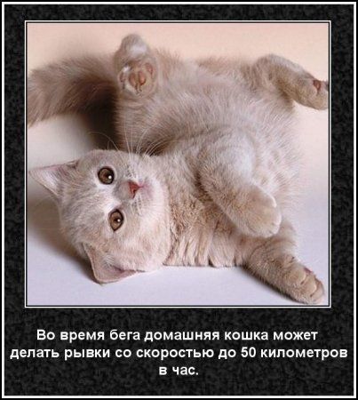 Забавные факты о кошках