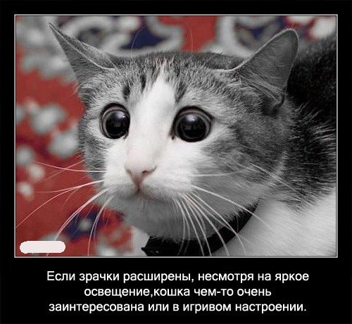 Забавные факты о кошках