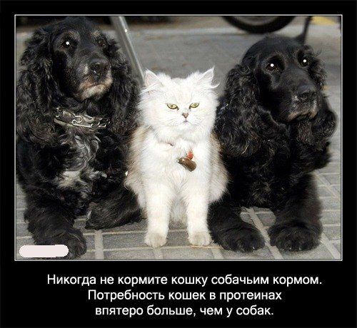Забавные факты о кошках