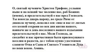 Заговоры и молитвы от клопов в квартире