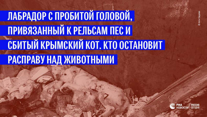 Зеленая кровь – интересные факты
