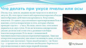 Жало пчелы и осы