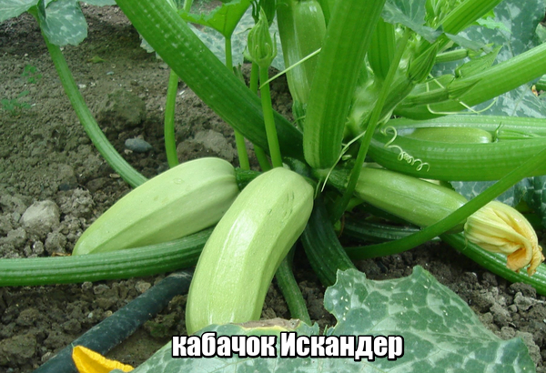 Желтые кабачки: характеристика, сорта, особенности выращивания, посадка семенами, на рассаду, правила ухода