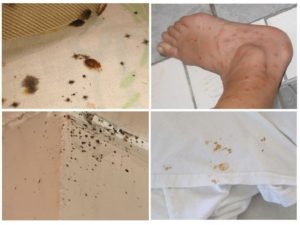 Живут ли клопы в одежде