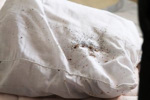 Живут ли клопы в подушках и одеялах