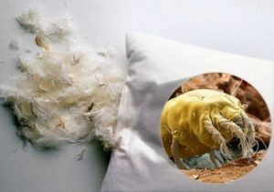 Живут ли клопы в подушках и одеялах