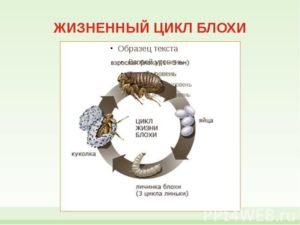 Жизненный цикл блохи, как выглядят яйца и личинки блох