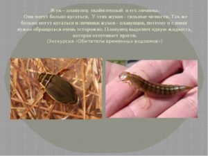Жук плавунец