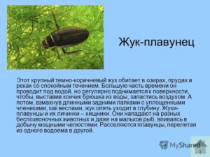 Жук плавунец