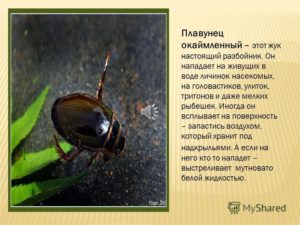 Жук плавунец
