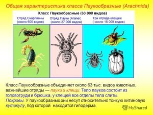 Жуки, похожие на клещей