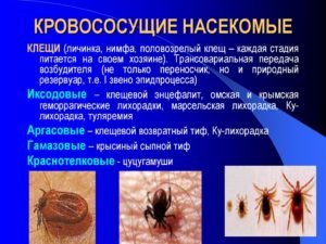 Жуки, похожие на клещей